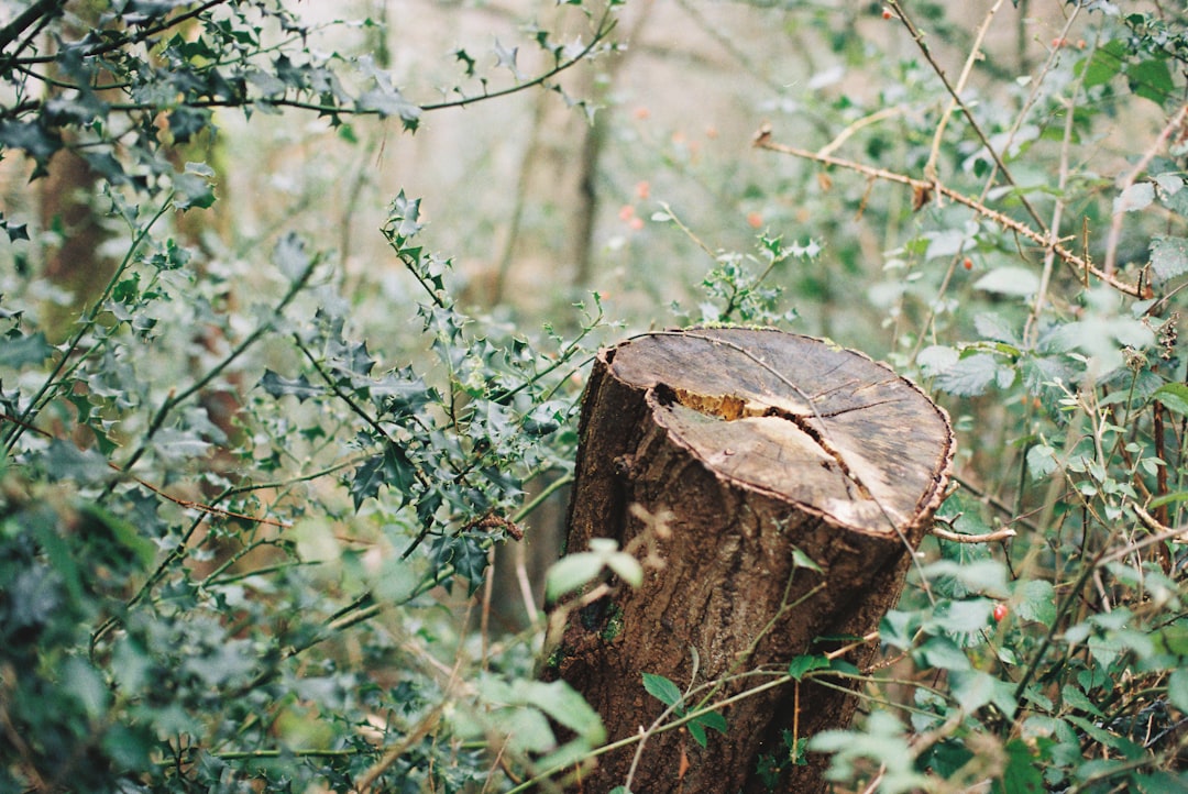 découvrez les causes et les conséquences de la perte de biodiversité ainsi que les solutions pour protéger notre environnement et préserver la diversité des espèces.