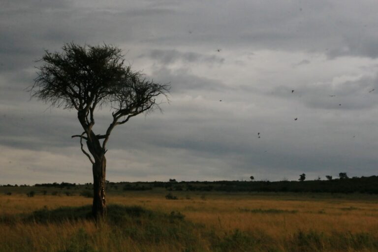 découvrez les causes et les conséquences de la perte de biodiversité, ainsi que les actions essentielles pour préserver la richesse de notre planète.