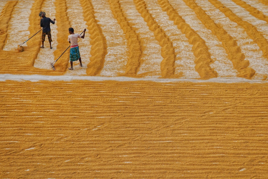 découvrez l'impact du changement climatique sur la sécurité alimentaire mondiale et les solutions pour garantir un approvisionnement durable en nourriture.