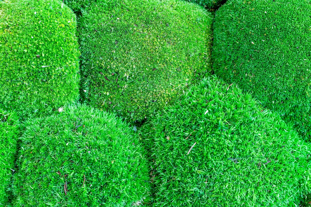 découvrez ce qu'est le greenwashing, ses techniques et comment identifier les pratiques trompeuses des entreprises qui prétendent être écologiques.