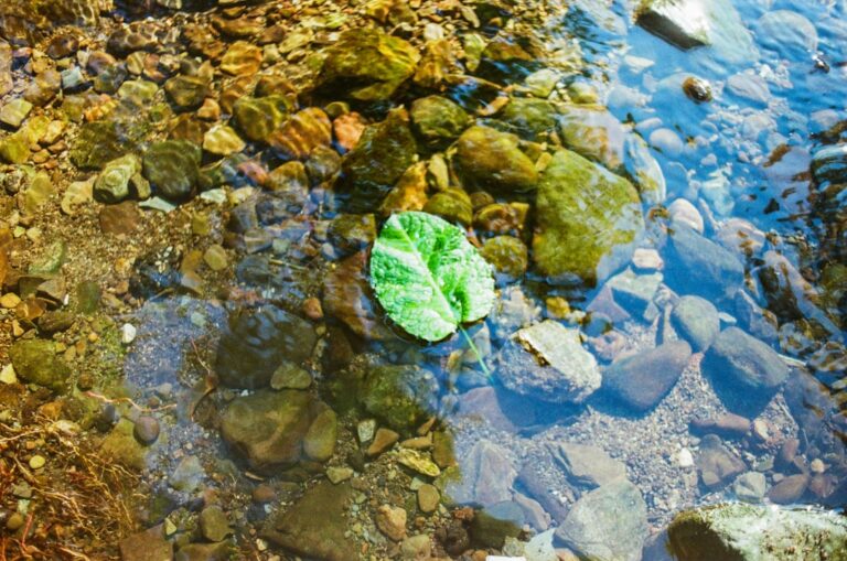 découvrez ce qu'est le greenwashing, ses impacts sur l'environnement et comment reconnaître les pratiques trompeuses des entreprises en matière d'écologie.