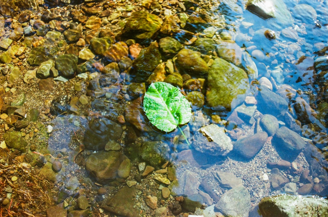 découvrez ce qu'est le greenwashing, ses impacts sur l'environnement et comment reconnaître les pratiques trompeuses des entreprises en matière d'écologie.
