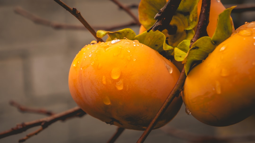 découvrez les techniques de collecte des eaux de pluie pour économiser l'eau, réduire les factures et préserver l'environnement grâce à des solutions durables et simples à mettre en place.